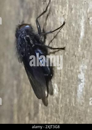 Blue Blowfly (Calliphora vicina) Insecta Stock Photo - Alamy