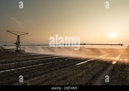 Agricultural irrigation system watering corn field on sunny spring day. Stock Photo