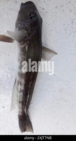 New Zealand Blue Cod (Parapercis colias) Actinopterygii Stock Photo