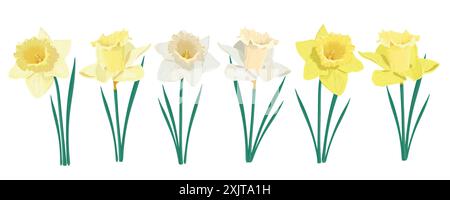 Vector set of yellow and white daffodils isolated on a white background. Clip art for a bright holiday greeting card, poster, banner. Early spring gar Stock Vector