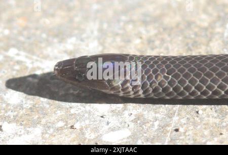 Pseudorabdion longiceps dwarf reed snake Stock Photo - Alamy