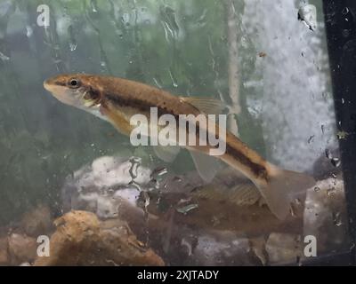 Longnose Dace (Rhinichthys cataractae) Actinopterygii Stock Photo