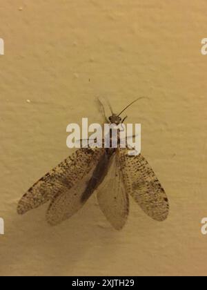 New Zealand dobsonfly (Archichauliodes diversus) Insecta Stock Photo