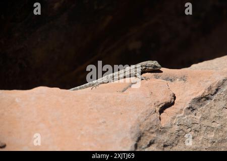 Northern Tree Lizard (Urosaurus ornatus wrighti) Reptilia Stock Photo