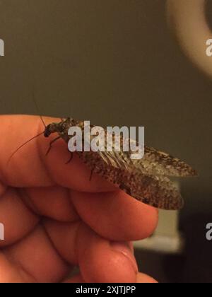 New Zealand dobsonfly (Archichauliodes diversus) Insecta Stock Photo