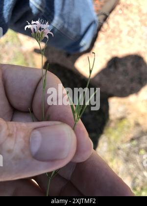 diamond-flowers (Stenaria nigricans) Plantae Stock Photo