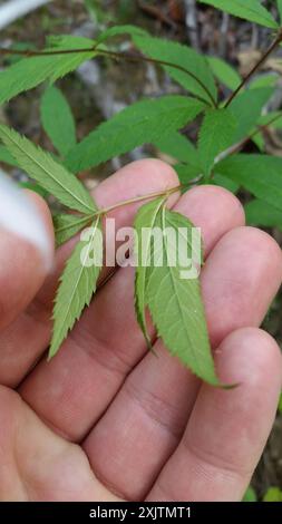 Bowman's root (Gillenia trifoliata) Plantae Stock Photo - Alamy