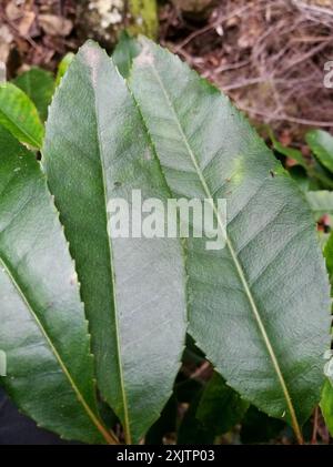 butterspoon tree (Cunonia capensis) Plantae Stock Photo