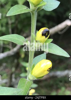 downy yellow false foxglove (Aureolaria virginica) Plantae Stock Photo ...
