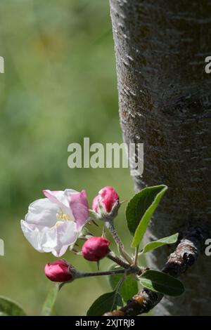 Single white apple flower and pink buds growing on a tree trunk Stock Photo