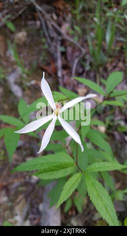 Bowman's root (Gillenia trifoliata) Plantae Stock Photo - Alamy