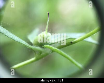 Weasel's-snout (Misopates orontium) Plantae Stock Photo