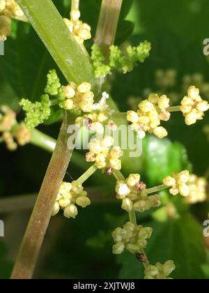 Canada clearweed (Pilea pumila) Plantae Stock Photo