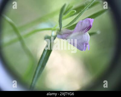 Weasel's-snout (Misopates orontium) Plantae Stock Photo