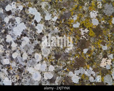 Closeup of patterns of moss growing on the bark of a tree. Stock Photo