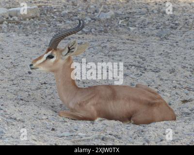 Arabian Gazelle (Gazella arabica) Mammalia Stock Photo