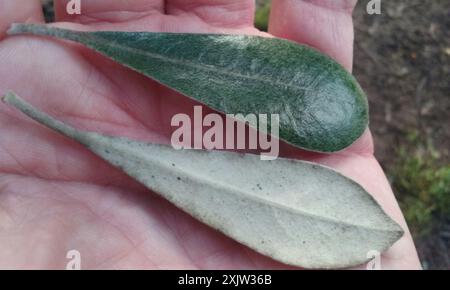 Karo (Pittosporum crassifolium) Plantae Stock Photo