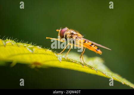 Hoverfly sit on green leaf Stock Photo
