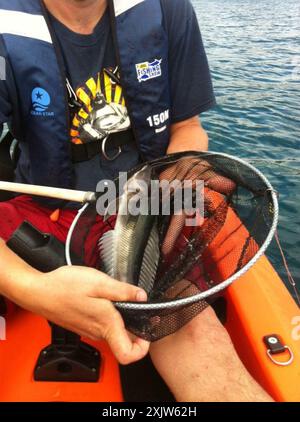 New Zealand Blue Cod (Parapercis colias) Actinopterygii Stock Photo