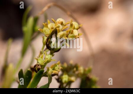 diamond-flowers (Stenaria nigricans) Plantae Stock Photo