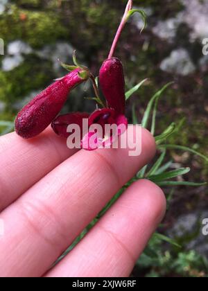 Pinto Beardtongue (Penstemon roseus) Plantae Stock Photo