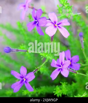 Minileaf Jaybee Jamesbrittenia Microphylla Plantae Stock Photo Alamy minileaf-jaybee-jamesbrittenia-microphylla-plantae-stock-photo-alamy