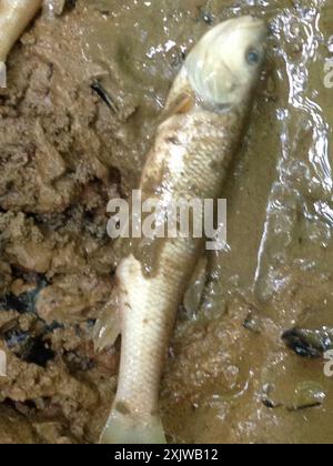 Creek Chub (Semotilus atromaculatus) Actinopterygii Stock Photo - Alamy