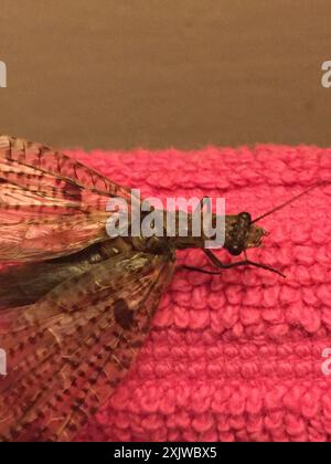 New Zealand dobsonfly (Archichauliodes diversus) Insecta Stock Photo