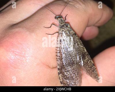 New Zealand dobsonfly (Archichauliodes diversus) Insecta Stock Photo