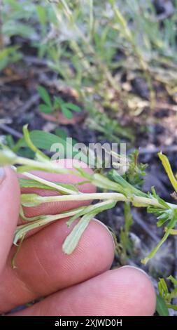 Annual Trampweed (Facelis retusa) Plantae Stock Photo - Alamy