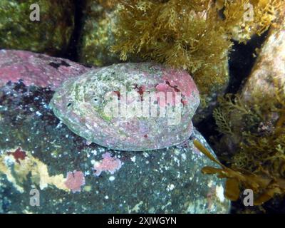 Blackfoot Paua (Haliotis iris) Mollusca Stock Photo