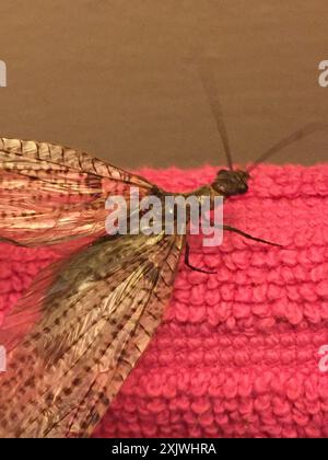 New Zealand dobsonfly (Archichauliodes diversus) Insecta Stock Photo