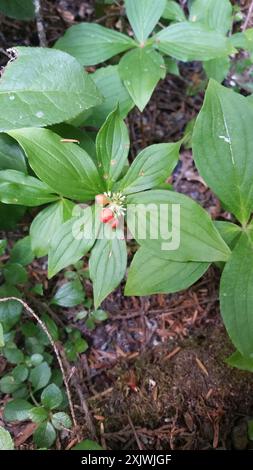 Western Bunchberry (Cornus unalaschkensis) Plantae Stock Photo