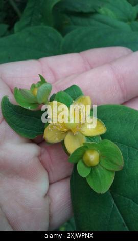 Tutsan (Hypericum androsaemum) Plantae Stock Photo - Alamy