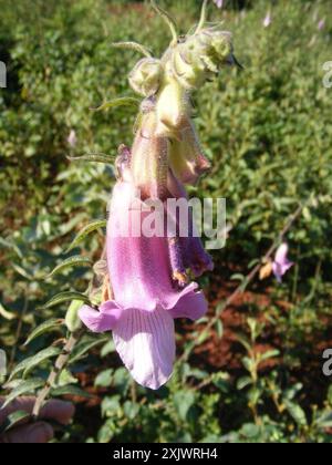 5 Semi Rari Di Ceratotheca Triloba – Digitale Sudafricana, Foxglove Africano, W46