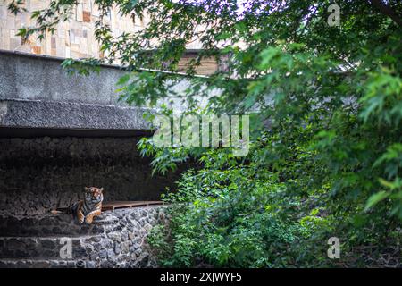 A tiger is perched on stone steps, resting under the shade of a large, leafy tree. The tiger's striped fur is visible, and its eyes are open. The ston Stock Photo