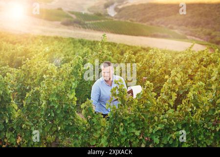 Farmer, man and clipboard in vineyard, plants and reading for growth, development or progress in summer. Person, checklist and outdoor for grapes Stock Photo