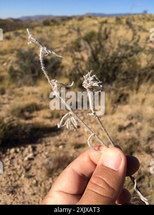 James' cryptantha (Cryptantha cinerea) Plantae Stock Photo