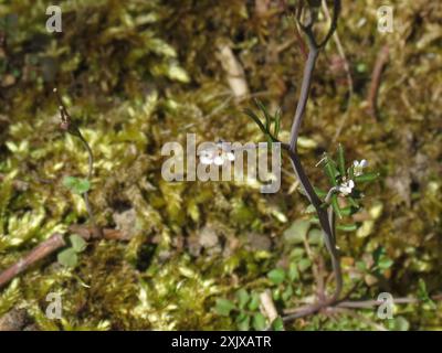 Sand Bittercress (Cardamine parviflora) Plantae Stock Photo - Alamy
