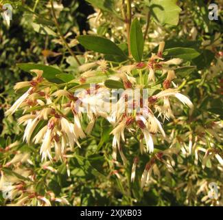 groundsel tree (Baccharis halimifolia) Plantae Stock Photo