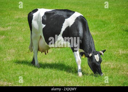 A grazing cow in the meadow Stock Photo