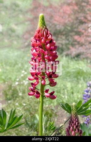 Lupinus polyphyllus Stock Photo