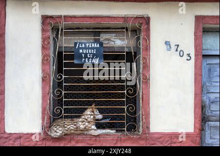 A dog sits on a house window. There is a sign clarifying that the animal bites and it is antisocial. Santa Clara, Villa Clara, Cuba, 2024 Stock Photo