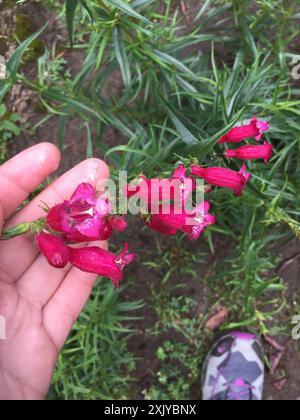 Pinto Beardtongue (Penstemon roseus) Plantae Stock Photo