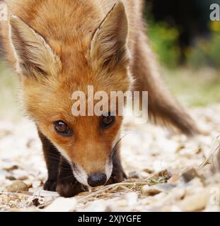 Portrait Head Shot Of A Young Fox Cub, Vulpes vulpes, Looking At The Camera Smelling Whilst Hunting, Searching  For Food, New Forest, UK Stock Photo