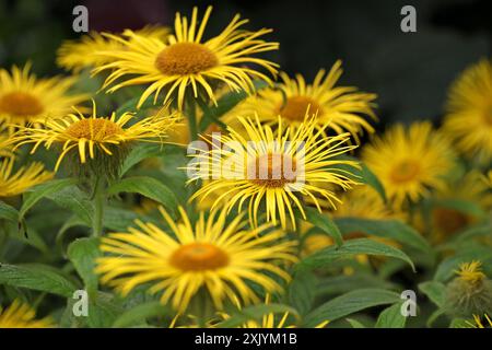 Bright yellow Inula hookeri, Hooker inula or Hooker's fleabane, in flower. Stock Photo