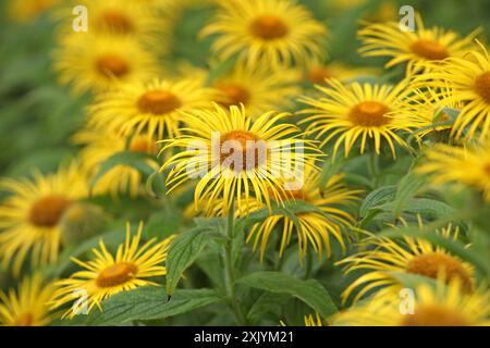 Bright yellow Inula hookeri, Hooker inula or Hooker's fleabane, in flower. Stock Photo