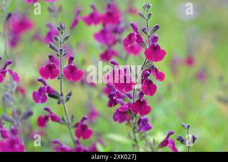 Deep purple Salvia sage ‘Nachtvlinder’ in flower. Stock Photo