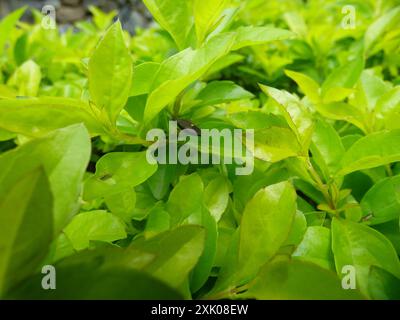 (Proxys victor) Insecta Stock Photo - Alamy