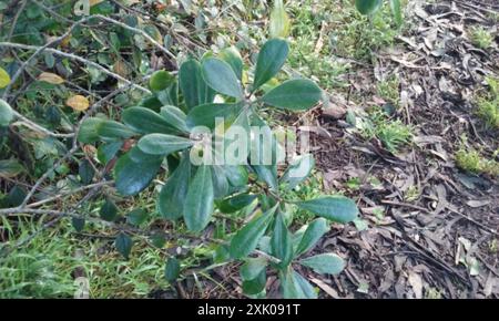 Karo (Pittosporum crassifolium) Plantae Stock Photo